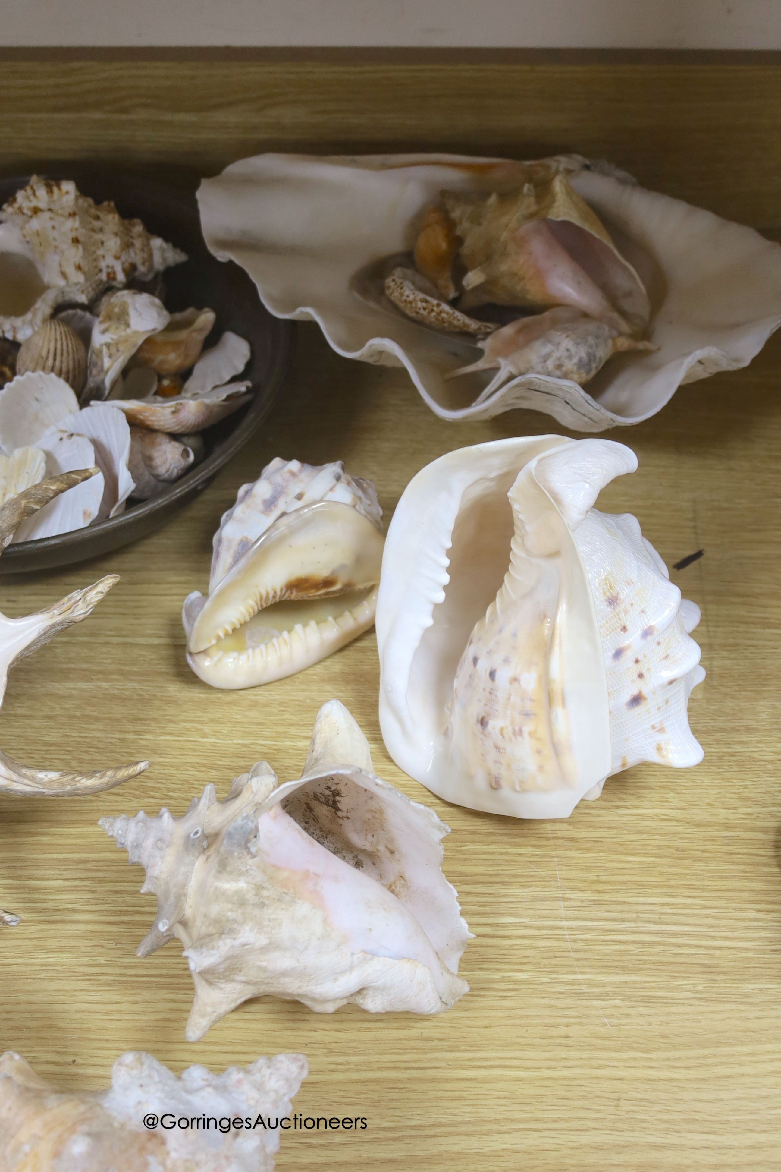 A collection of shells